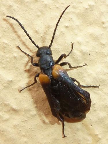 Réf. 222 652 : Sitaris muralis